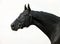 Black thoroughbred racehorse in white background