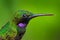 Black-throated Brilliant, Heliodoxa schreibersii, detail head portrait of hummingbir from Ecuador and Peru. Shiny tinny bird,