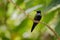 Black-throated Brilliant, Heliodoxa schreibersii, detail portrait of hummingbird from Ecuador and Peru. Shiny tinny bird, green