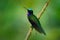 Black-throated Brilliant, Heliodoxa schreibersii, detail portrait of hummingbird from Ecuador and Peru. Shiny tinny bird, green