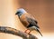 Black-throated Finch (Poephila cincta) - Australian Avian Beauty