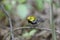 Black-throated green Warbler