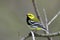 Black-throated Green Warbler  805395