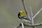Black-throated Green Warbler  805399
