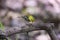 Black-throated green Warbler