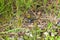 A Black Throated Green Warbler Gathering Nest Material