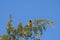 Black-throated Green Warbler in a treetop