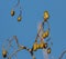 Black-throated Green Warbler with wild fruits