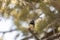Black-throated Grey Warbler perched in pinyon pine tree
