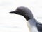 The black-throated loon Gavia arctica