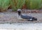 The black-throated loon Gavia arctica