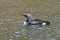 The black-throated loon Gavia arctica