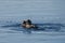 Black-throated loon (Gavia arctica) eating a fish it has caught from the lake