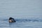 Black-throated loon (Gavia arctica) eating a fish it has caught from the lake