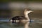 A black-throated loon in winter plumage diving in a pond in the city Utrecht the Netherlands.