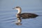 A black-throated loon in winter plumage diving in a pond in the city Utrecht the Netherlands.