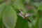 Black-throated Mango - Anthracothorax nigricollis