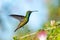 Black-throated Mango hovering in a Calliandra tree