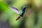 A Black-throated Mango hummingbird, Anthracothorax nigricollis, hovering in the air