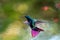 A Black-throated Mango hummingbird, Anthracothorax nigricollis, hovering in a garden