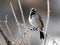 Black-throated Sparrow Backlit