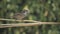 Black-throated sparrow lands on a tree branch in slow motion