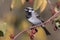 Black-throated Sparrow (North America) (Generative AI)