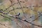 Black-throated sparrow perched on bare branch alongside Arizona hiking trail