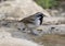 Black-throated sparrow by a pool in the Transitions Bird and Wildlife Photography Ranch near Uvalde, Texas.