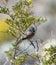 Black throated sparrow in a tree with grubs