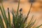 Black Throuted Sparrow in Joshua Tree National Park