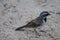 Black Throuted Sparrow in Joshua Tree National Park