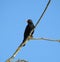 Black thrush bird