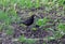 Black thrush bird on grass, Lithuania