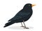 Black thrush bird icon isolated on white