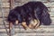 Black Tibetan dog are chained and sickly poorly.