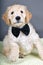 Black tie goldendoodle pup