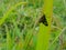 The black tiger moth prepares to rest on the leaves of the grass reeds