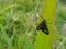 The black tiger moth prepares to rest on the leaves of the grass reeds