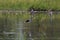 Black-tilt birds feeding in swamp