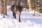 Black timber wolf coming out of trees