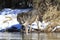 Black timber wolf drinking water