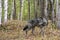 A black timber wolf walking in forest during the fall.