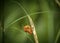 Black-tipped orange beetle