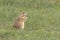 Black-tipped Prairie Dog eating grass