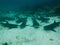 Black tipped reef sharks, Galapagos Islands, Ecuador