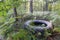 Black tire in forest