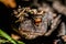 black toad with red eyes close up hidden in dead wood