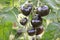 Black tomatoes on a branch in the garden. Indigo rose tomato