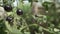 Black tomatoes grow in a greenhouse. Black tomato ripening on a vine in a greenhouse